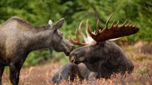 two moose in nature