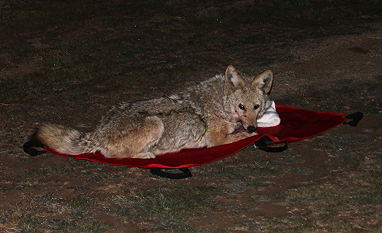coexisting with carnivores: releasing trapped coyote at Edwards Air Force Base
