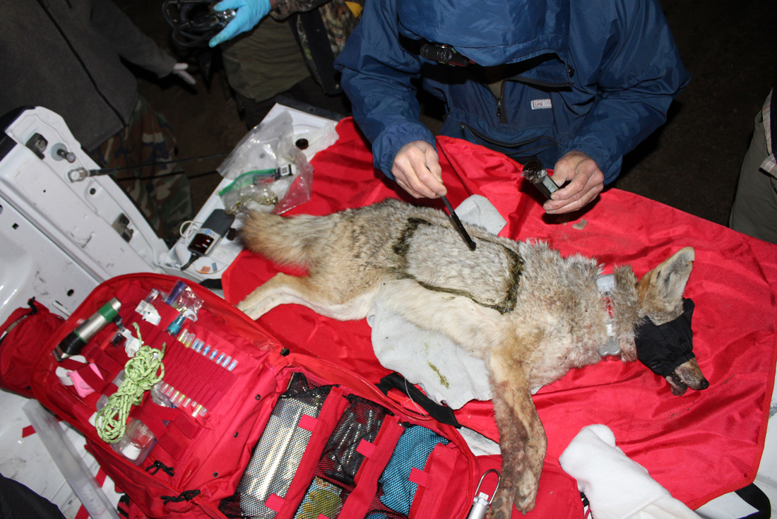 CEMML team paints identifier on captured coyote