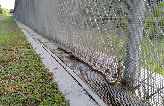 A brown tree snake, an invasive species, on Guam.