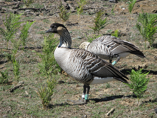 hawaiian goose, conservation of rare species on hawaii big island