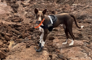conservation detection dog in hawaii