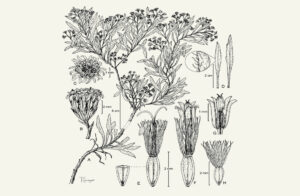 botanical drawing of new plant species by tracy wager