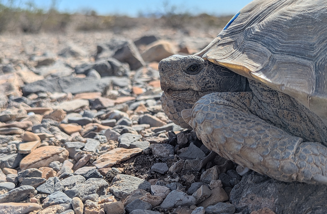Desert tortoise at Nellis Air Force Base, Nevada