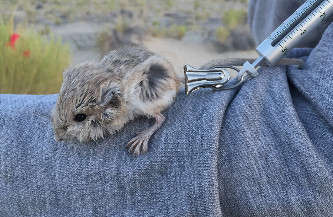 a kangaroo mouse attached to a scale