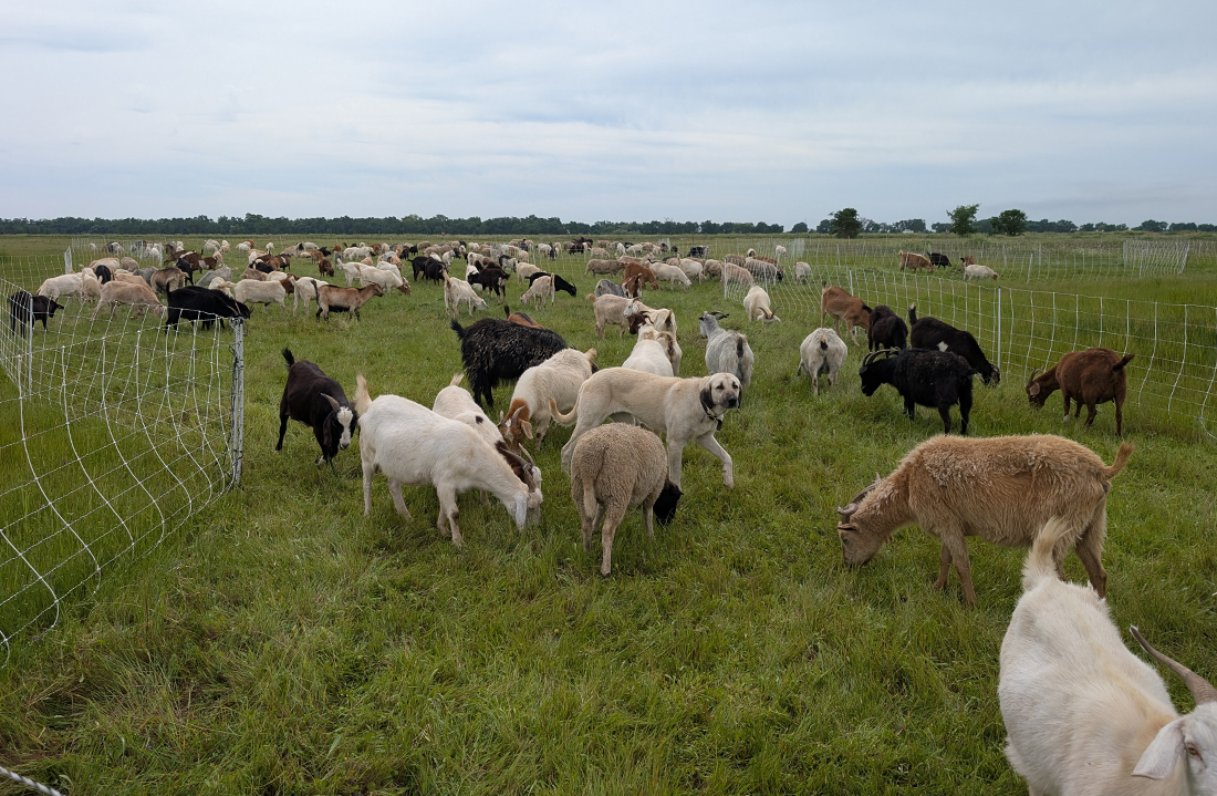A herd a goats graze on grasses under an overcast sky.