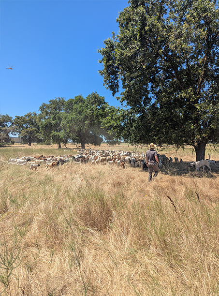 a man in a cowboy had herds goats towards a water source with the help of a dog.